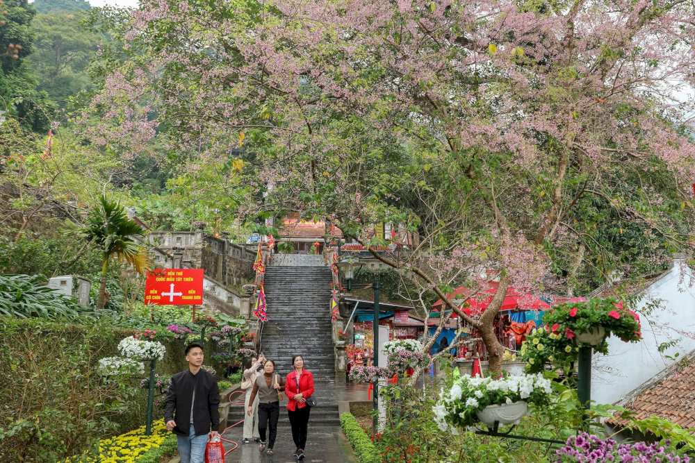Tây Thiên mùa xuân ngập tràn trong sắc hoa